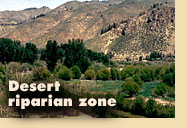 Desert riparian zone