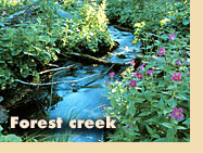 Forest creek