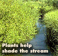 Plants help shade the stream.