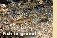 Fish in gravel