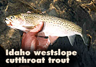 Idaho westslope cutthroat trout.