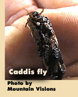 Caddis fly