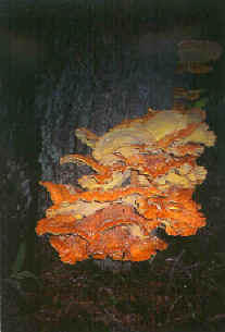 The Fungi, Chicken