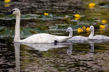 A family of swans placidly paddling