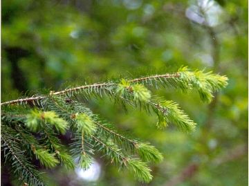 Photo of douglas fir needles