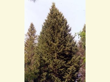 Photo of a douglas fir tree