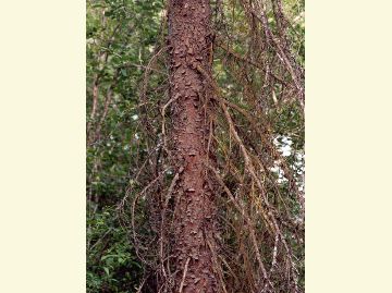 Photo of englemann spruce bark