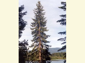 Photo of an englemann spruce tree