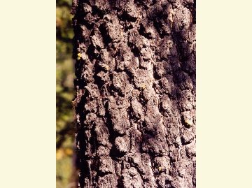 Photo of lodgepole pine bark