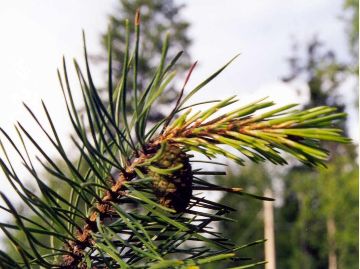 Photo of lodgepole pine needles