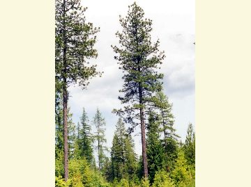 Photo of lodgepole pine tree