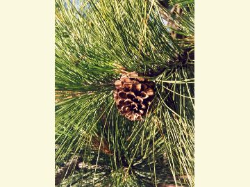Photo of ponderosa pine needles and cone