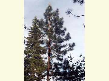 Photo of a ponderosa pine tree