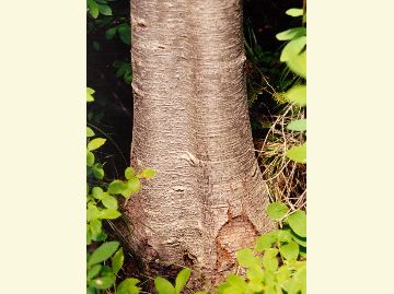 Photo of subalpine fir bark