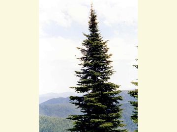 Photo of a subalpine fir tree