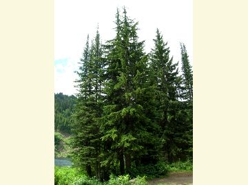 Photo of Mountain Hemlock tree