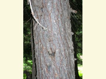 Photo of Mountain Hemlock bark