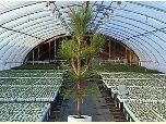 Photo of white pine seedling in a nursery greenhouse