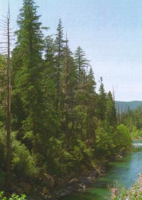 [Photograph]: Cedar trees along a river.