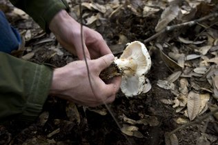 Fresh picked mushrooms