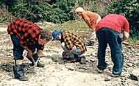 Photo of people looking for rocks.