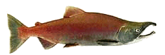 Color graphic of a Kokanee Salmon.