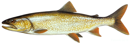 Color graphic of a Mackinaw Trout.