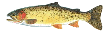 Color graphic of a Cutthroat Trout.