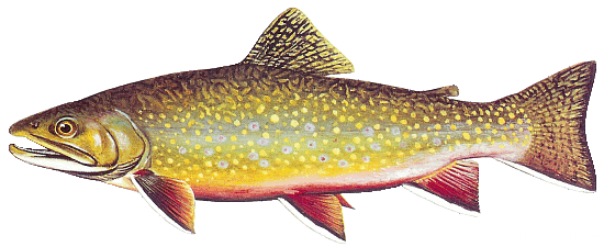 Color graphic of a Brook Trout.