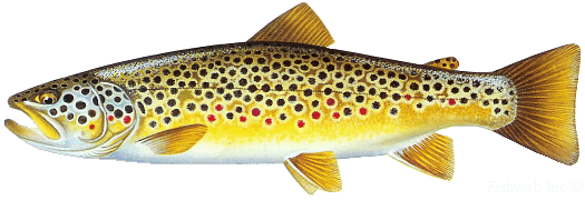 Color graphic of a Brown Trout.