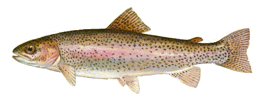 Color graphic of a Rainbow Trout.