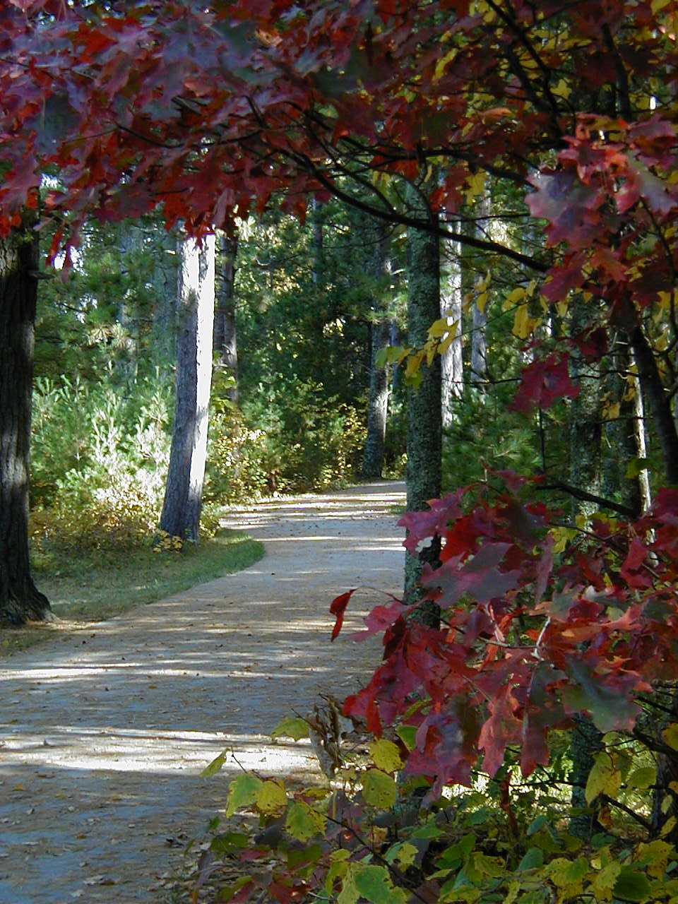 photo fo migizi bike trail in the fall