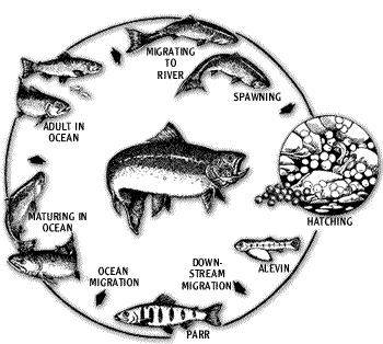 Fish Cycle