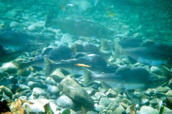 Underwater view of spawning pink or humpy salmon.