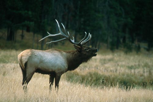 Photo of Elk Bugling