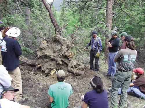 class of people looking at uprooted blue spruce