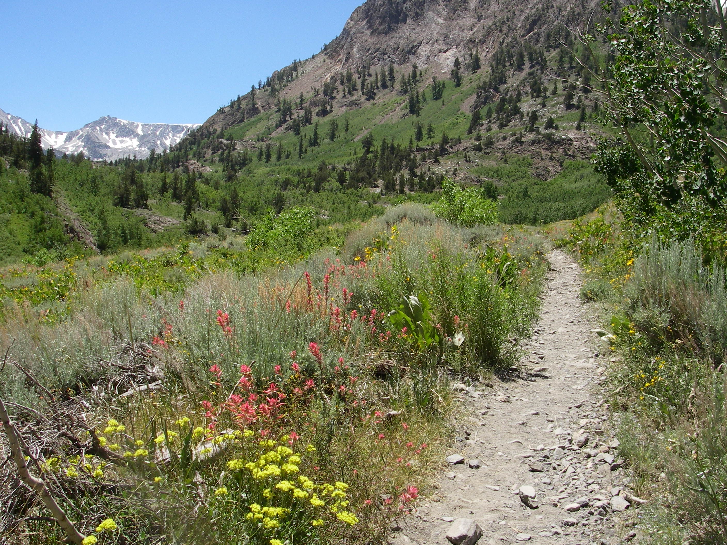Wildflowers along McGee Creek Trail