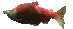 Animated Kokanee Salmon