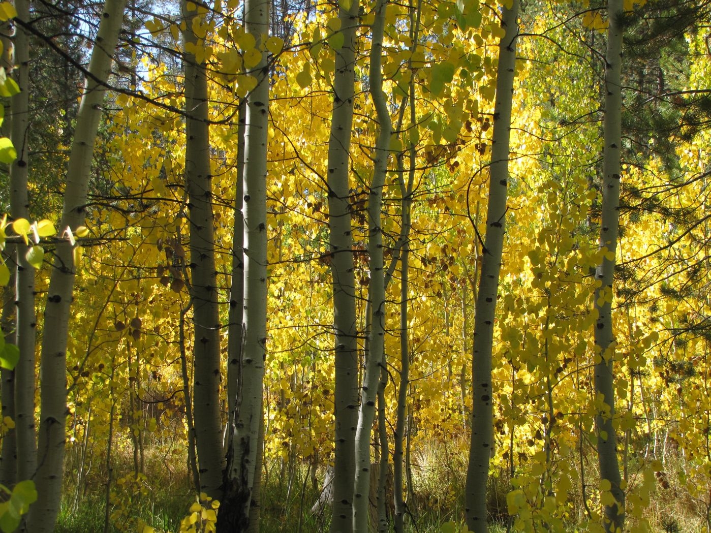 Photo of of aspen stand turning golden yellow