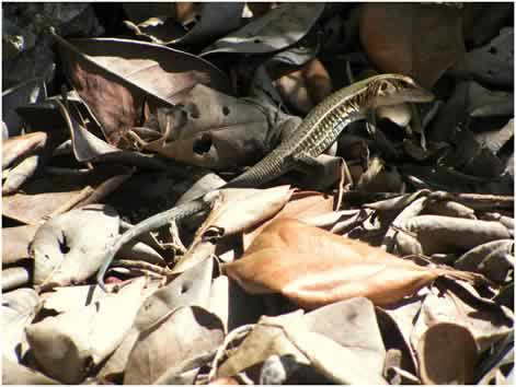Photo/Link of the Puerto Rican Ground Lizard/Siguana