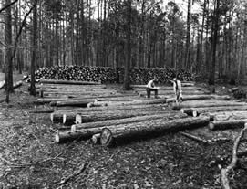 Large pile of harvested pine logs in South Carolina