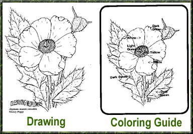 Wildflower coloring book sample