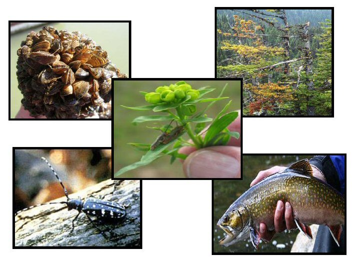 examples of invasive species