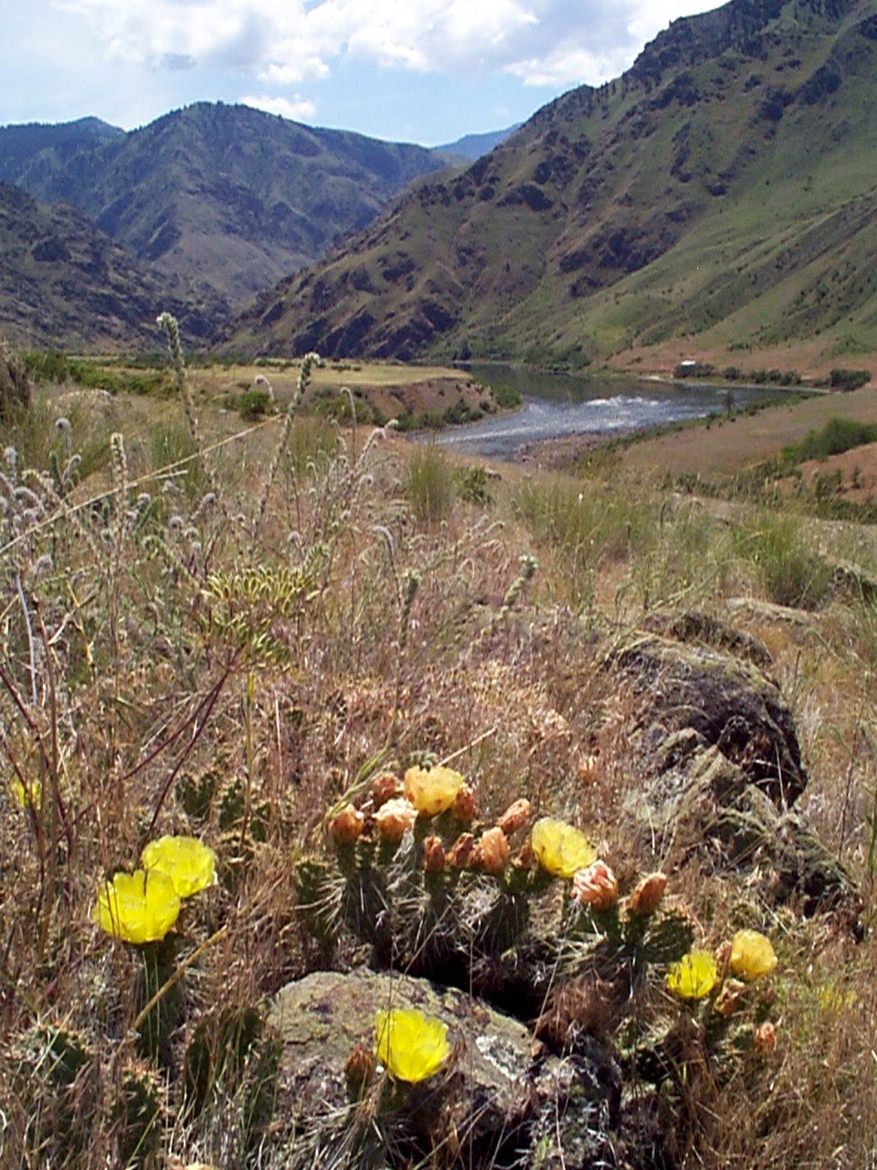 Rough river canyon with cactus flowers in foreground