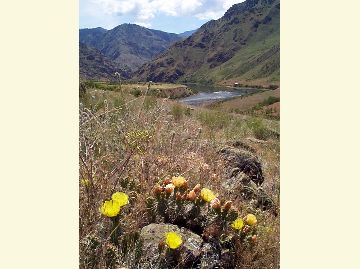 Rough river canyon with cactus flowers in foreground
