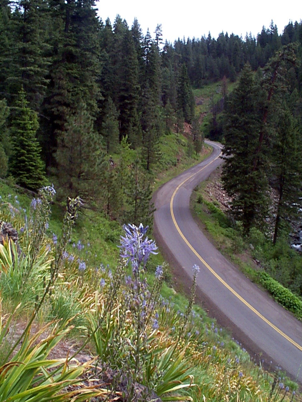 Forest Road 39 on the Hells Canyon Byway with blue camas flowers in foreground