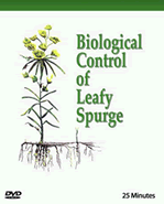 Biological Control of Leafy Spurge video cover. 