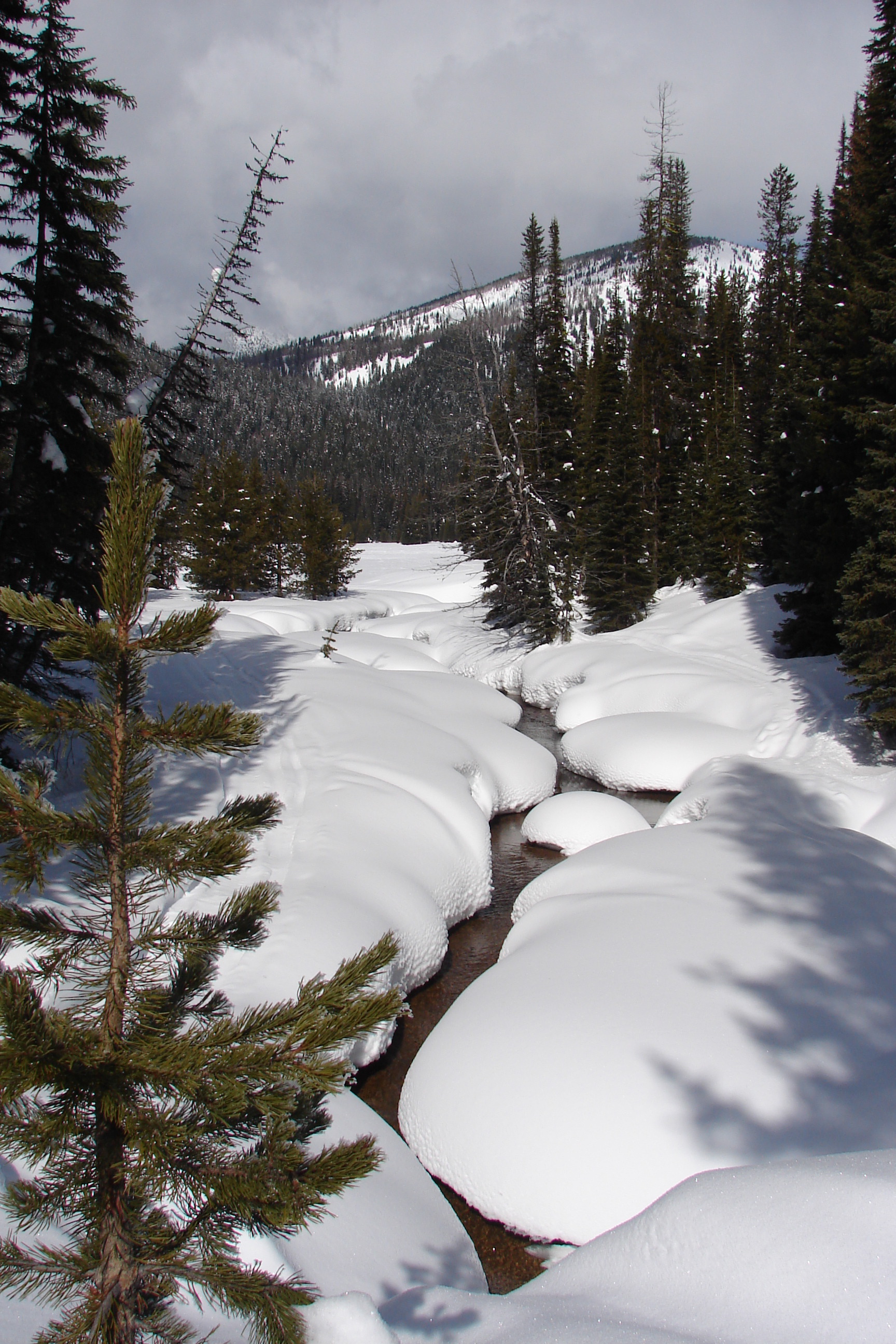Snow covered creek in pine forest