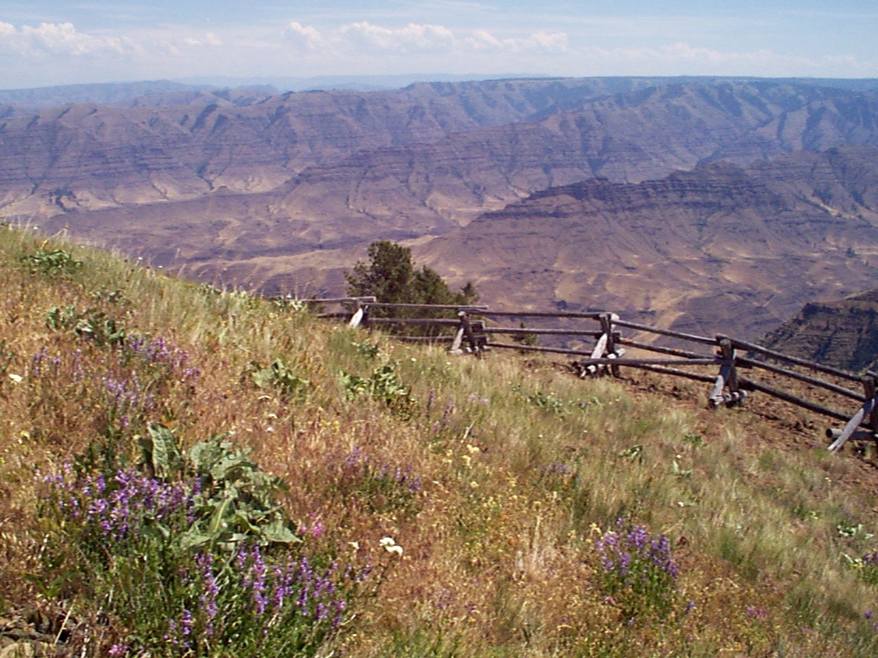 Expansive vista of rolling hills and wildflowers at Buckhorn Overlook