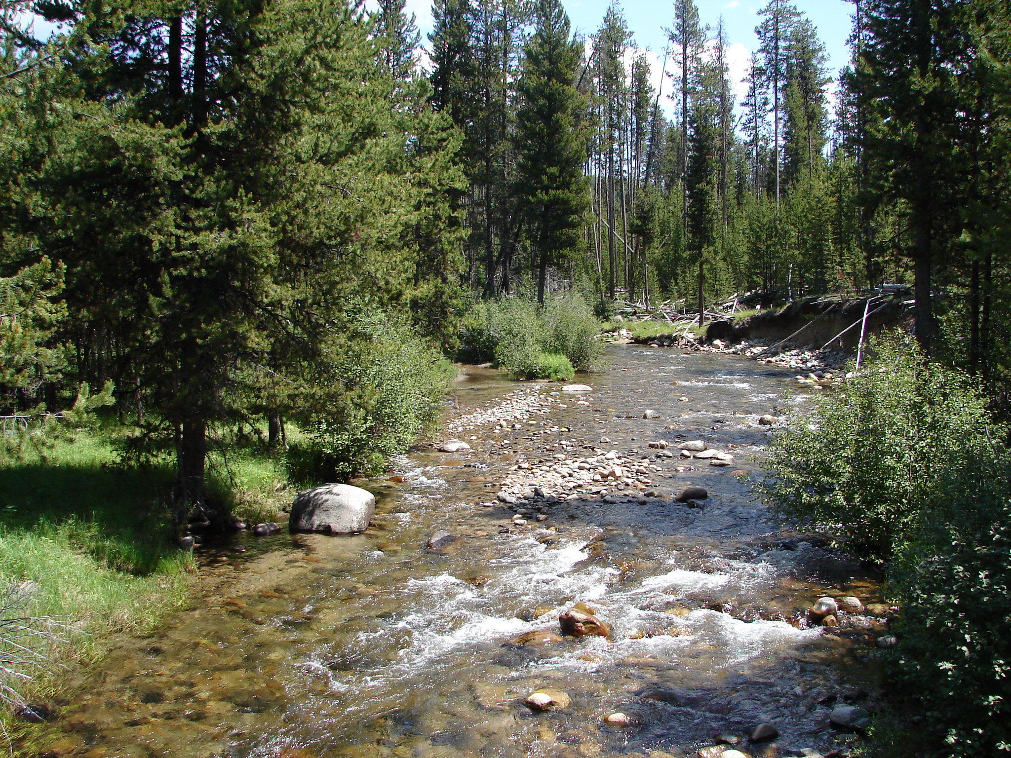 Wild and scenic North Fork John Day River flowing through a pine and fir tree forest